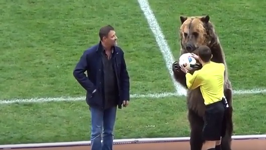 Это Россия, детка. Бурый медведь и петух на футболе